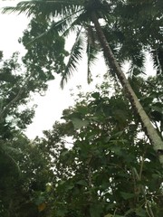 rain in the forest