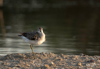 The marsh sandpiper is a small wader