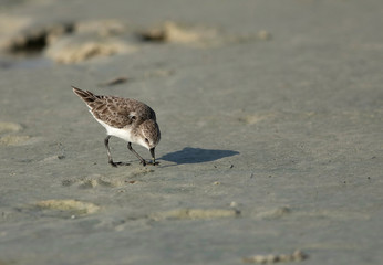 The little stint is a very small wader.