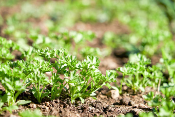 first shoots of parsley in spring