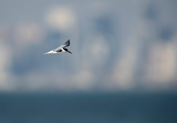 Terns are seabirds in the family Sternidae
