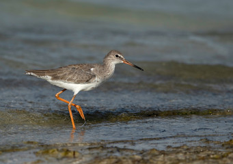 Redshank have red legs and a black-tipped red bill