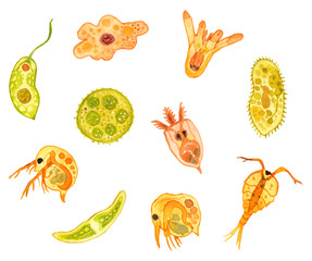 プランクトンたち