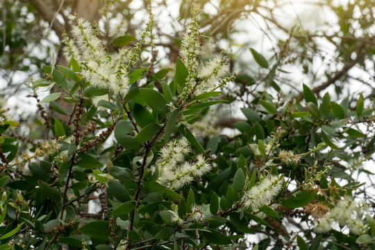 White flower of Melaleuca cajuputi Powell, Cajuput tree, paper bark tree or swamp tea tree with sunlight on blur nature background. 