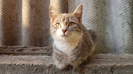 lovely ashy kitty resting on the slate fence in summer