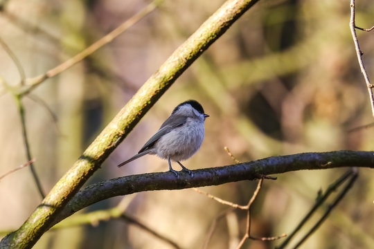 Sikorka czarnogł&oacute;wka Poecile montanus na gałęzi