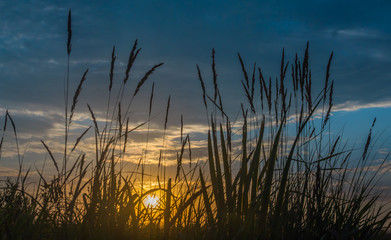 Silhouettes of field grasses on the background of the morning dawn sky