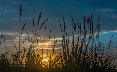Plakat Silhouettes of field grasses on the background of the morning dawn sky