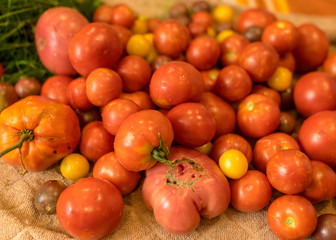 tomatoes of different shapes, colors and sizes, harvest time
