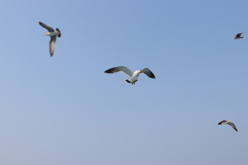 seagull in flight, summer sky
