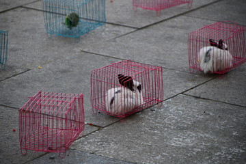Rabbits in colorful cages along with other animals on Chinese streets as a prize for children's competition concept for animal protection
