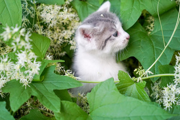 beautiful blond kitten sits in green burdock leaves