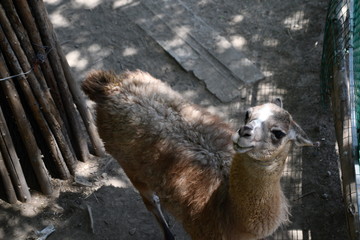 photo of positive vibe llama chilling in shadow and looking for some food from visitors, concept for happiness with simple things, a picture of alpaca from above