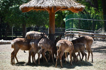 A flock of rain-deers eating their meal under the shelter in a zoo
