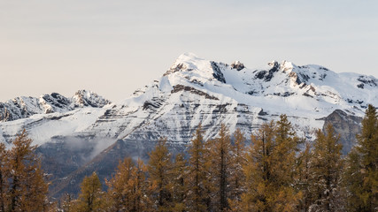 snow covered mountains with yellow pine trees in the foreground