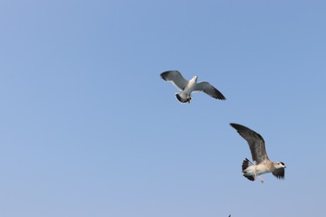 seagull in flight, summer sky