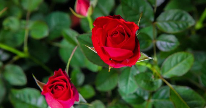 A red rose blooms. The bud opens and blooms into a large red flower. Time lapse of a blooming rose flower. Detailed macro time lapse of a blooming flower. Red rose blooming timelapse