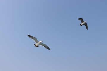 seagull in flight, summer sky