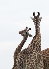Giraffe is the tallest living terrestrial animal