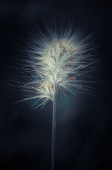 Pflanze Natur Natura