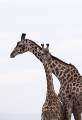 Giraffe is the tallest living terrestrial animal