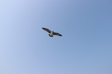 Fototapeta na wymiar seagull in flight, summer sky