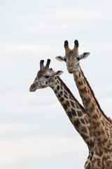 Giraffe is the tallest living terrestrial animal