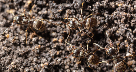 Ants crawl on the ground.