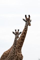 Giraffe is the tallest living terrestrial animal