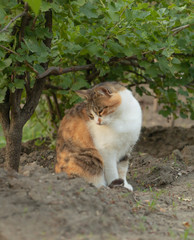 Naklejka na ściany i meble A funny cat is looking down. Three colored cat
