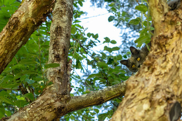 Grey & White cat climbing apple tree in Campbell River, Vancouver Island, British Columbia, Canada
