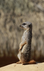 suricate