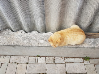 Fototapeta premium ginger cat resting on the old slate fence in summer