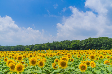 Fototapeta premium 山中湖村のひまわり畑