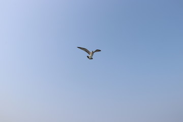 seagull in flight, summer sky