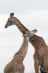 Giraffe is the tallest living terrestrial animal