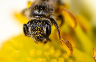 Closeup a bee on a yellow flower