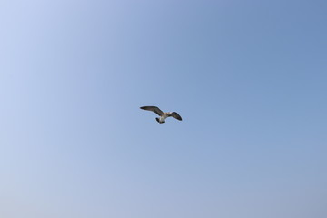 seagull in flight, summer sky