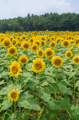 山中湖村のひまわり畑