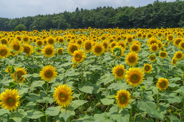 Fototapeta premium 山中湖村のひまわり畑
