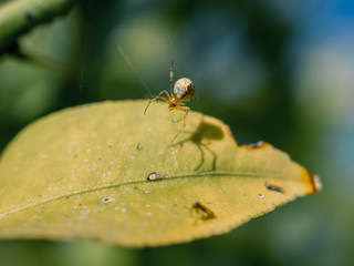 Spider on a leaf
