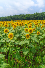 山中湖村のひまわり畑