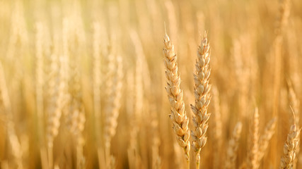 Wheat field. Ears of golden wheat closeup. Beautiful Nature Sunset Landscape. Rural Scenery under Shining Sunlight.  Rich harvest Concept.