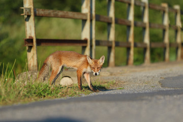 Traffic accidents with animals. A young fox on the road threatens traffic.