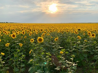 Obraz premium Whole field of sun-yellow sunflowers with seeds