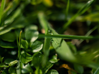 water drops on a green leaf