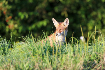 Young red fox (vulpes vulpes) looking for mice on meadow