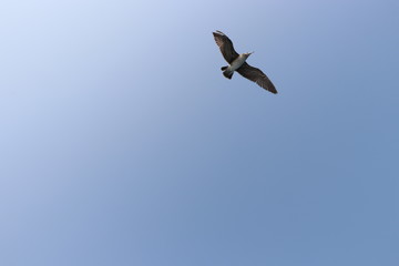 seagull in flight, summer sky