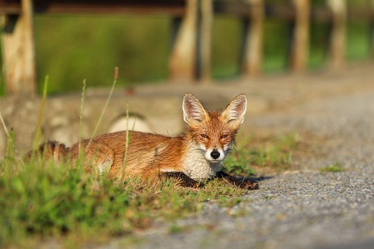 Traffic accidents with animals. A young fox on the road threatens traffic.