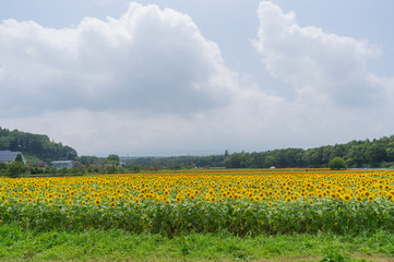 山中湖村のひまわり畑